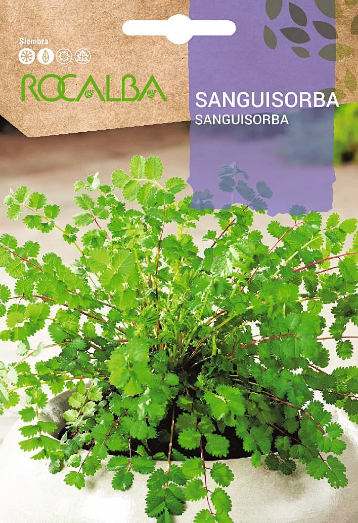 Semilla Sanguisorba — foto principal