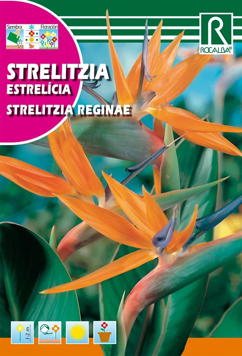 Semilla Strelitzia — foto principal