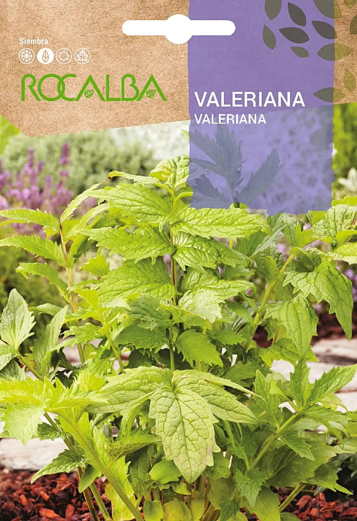 Semilla Valeriana — foto principal