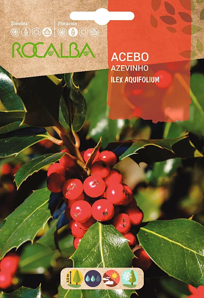 Semilla Acebo - Ilex Aquifolium- — foto principal