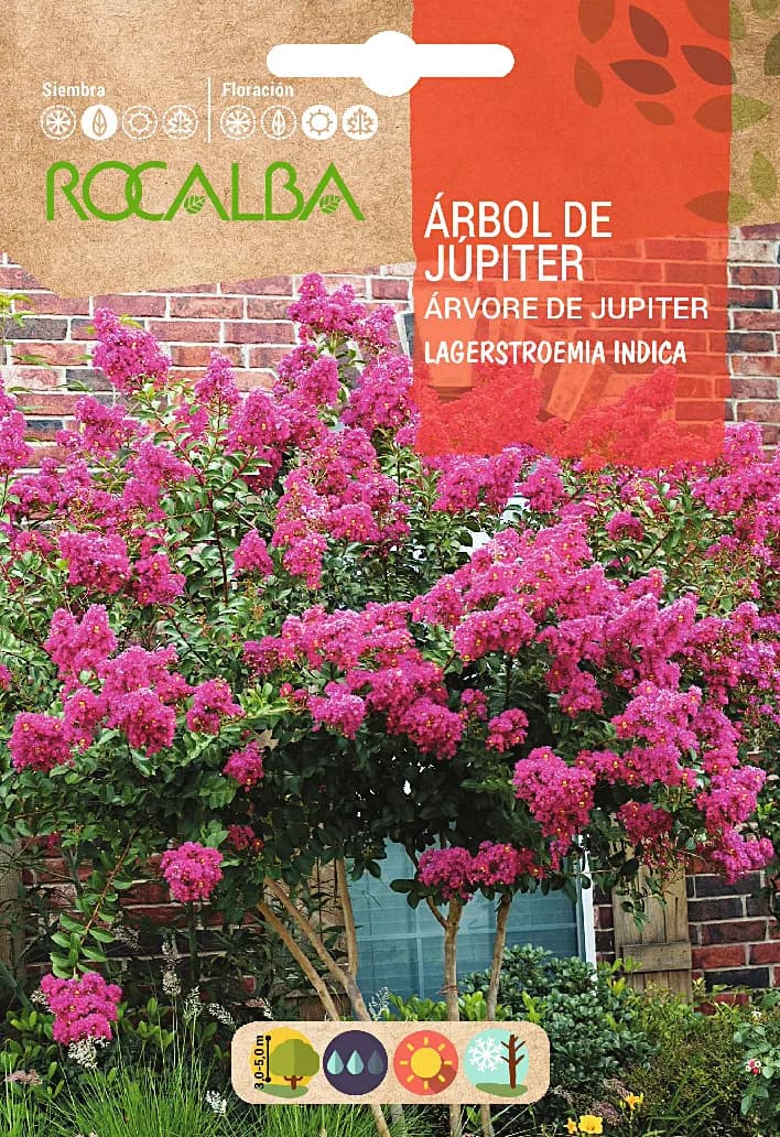 Semilla Arbol de Jupiter -lagerstroemia Indica- — foto principal