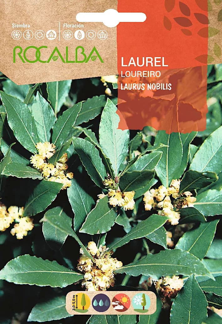 Semilla Laurel -laurus Nobilis- — foto principal