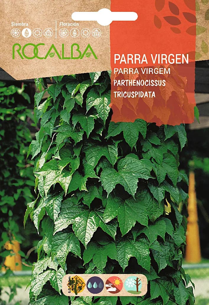 Semilla Parra Virgen -parthenocisus Tricuspidata — foto principal