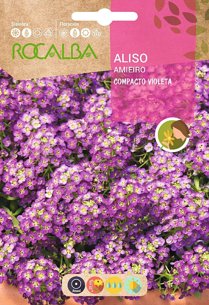 Semilla Aliso Compacto, Violeta — foto principal