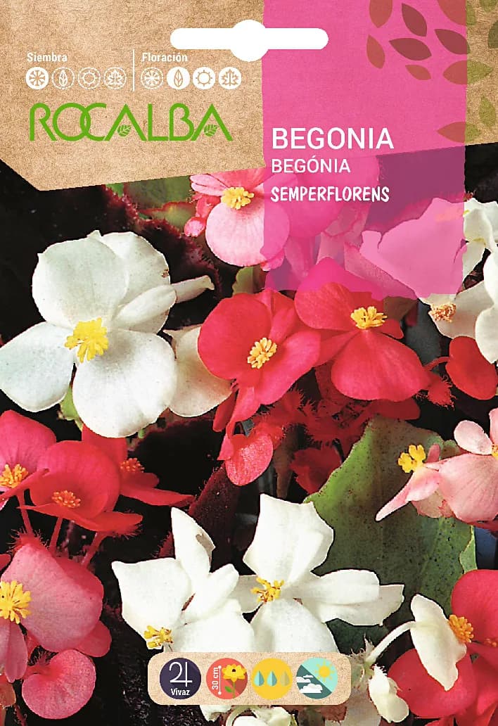 Semilla Begonia Semperflorens, Variada — foto principal