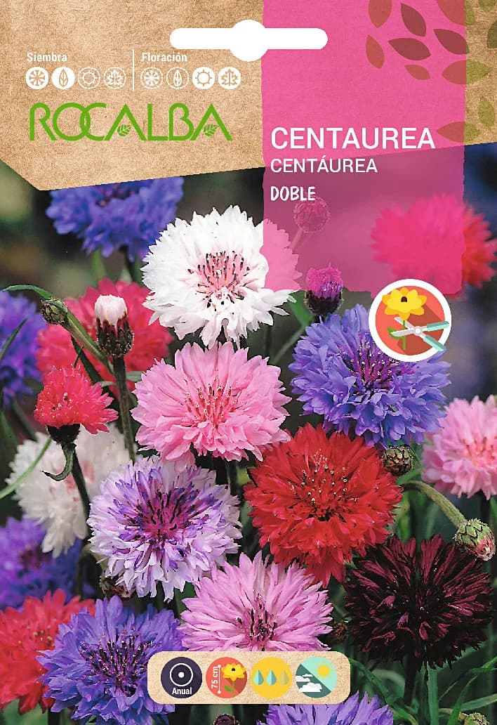 Semilla Centaurea Doble Variada — foto principal