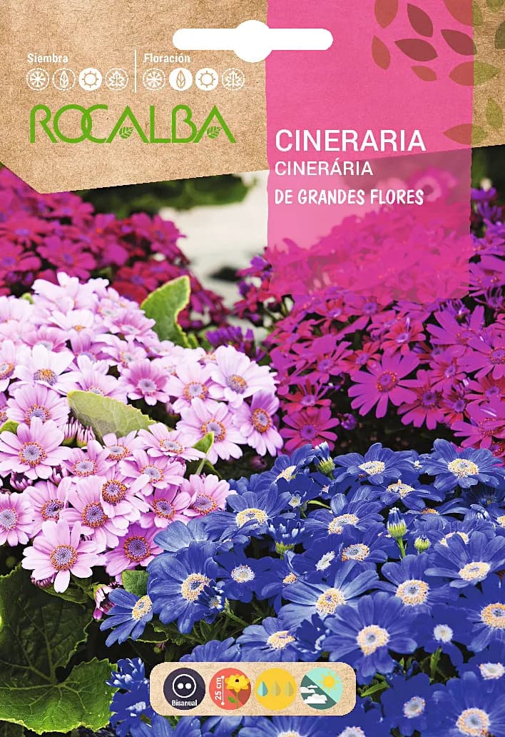 Semilla Cineraria Hibrida de Grandes Flores — foto principal