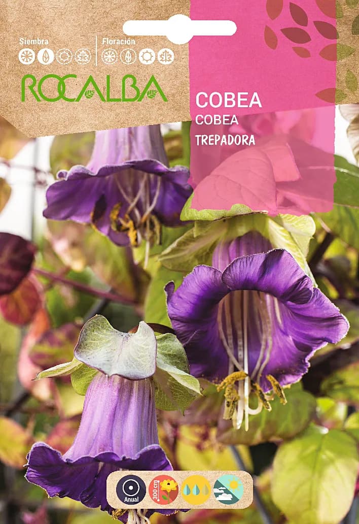 Semilla Cobea Scandens Trepadora Azul Violeta — foto principal