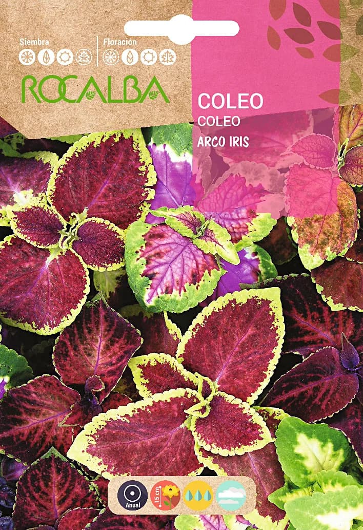Semilla Coleos Arco Iris Variado — foto principal