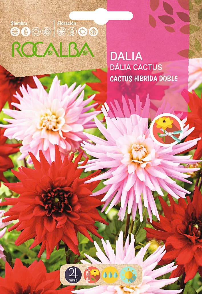 Semilla Dalia Cactus Hibrida Doble Variada — foto principal