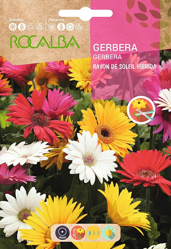 Semilla Gerbera Rayon de Soleil Hibrida — foto principal