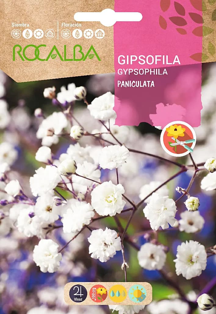 Semilla Gipsofila Paniculata Perenne blanca — foto principal