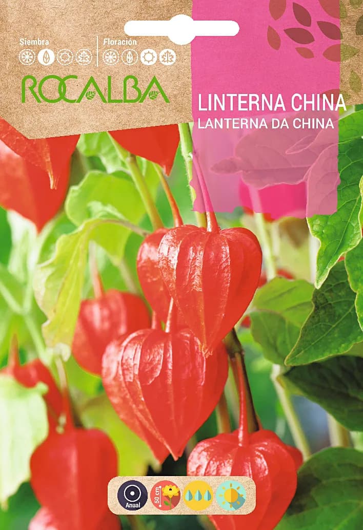 Semilla Linterna China — foto principal