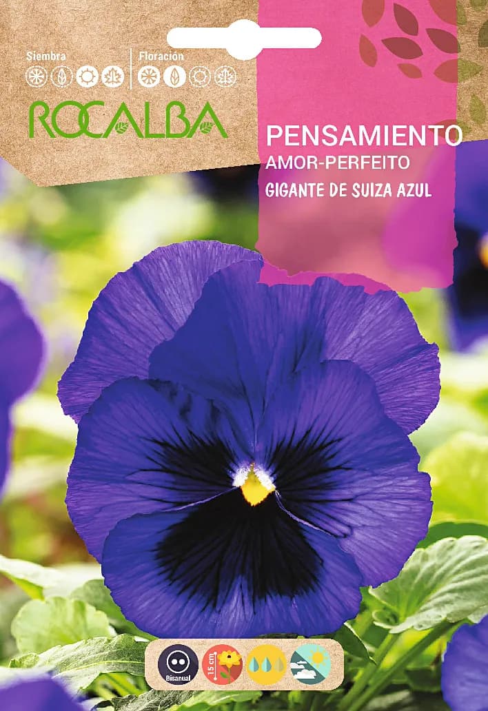 Semilla Pensamiento Gig. de Suiza Azul con Macula — foto principal