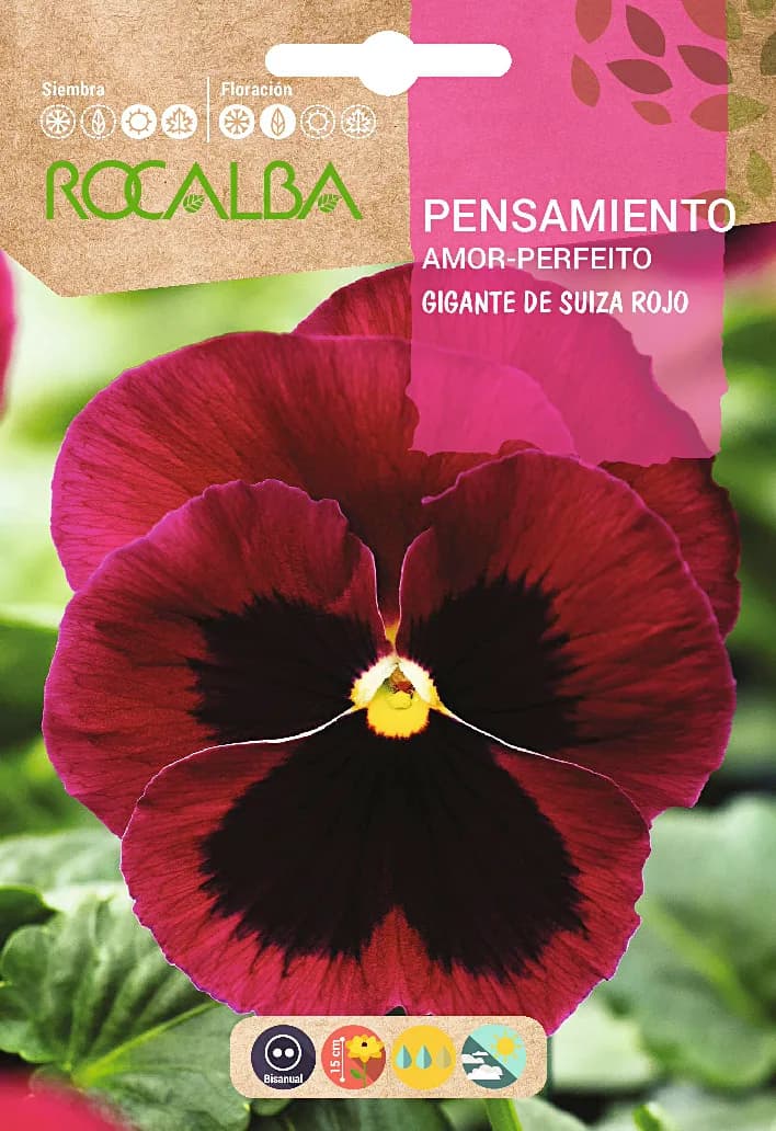 Semilla Pensamiento Gig.de Suiza,rojo con Macula — foto principal