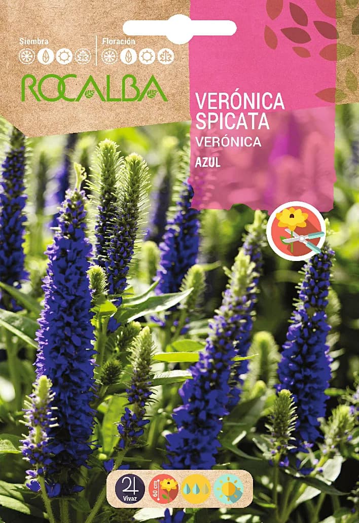 Semilla Veronica Spicata azul — foto principal
