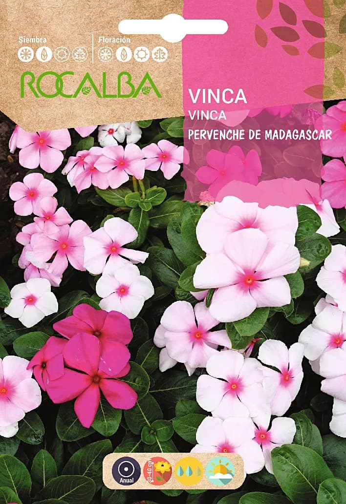 Semilla Vinca Pervenche de Madagascar, Variada — foto principal