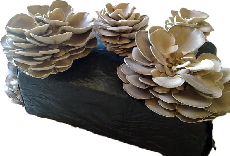Kit Cultivo Fardo Setas Pleurotus Ostreatus — foto principal