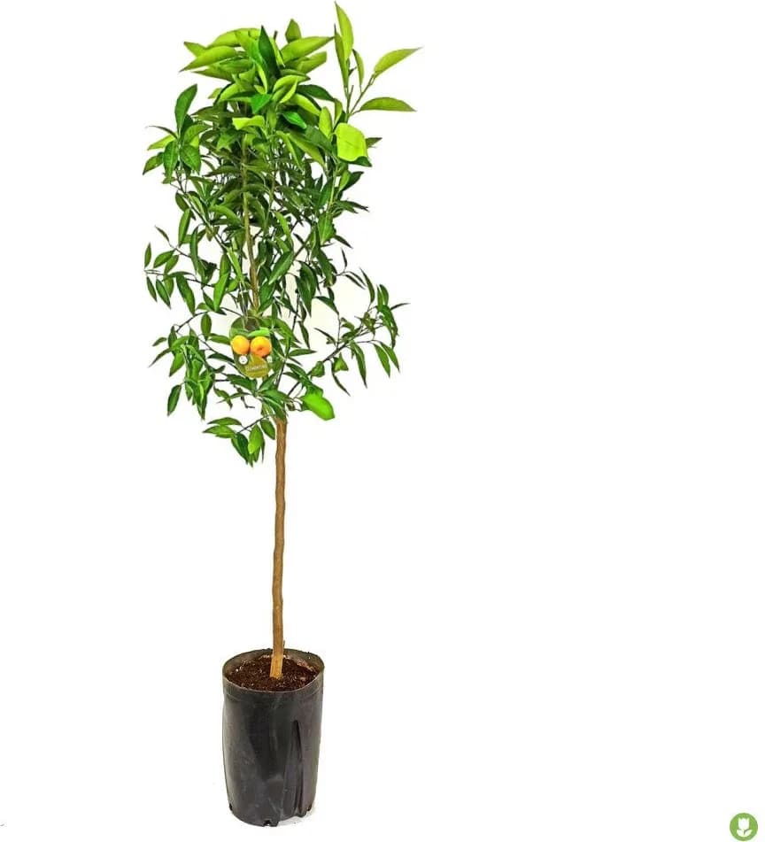 Arbol Frutal Mandarino 1 Año — foto principal