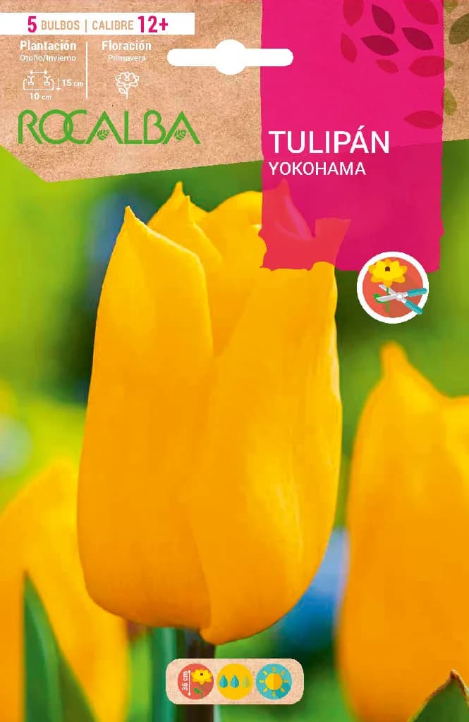 Bulbo Tulipanes 12+ Yokohama Amarillo Puro — foto principal