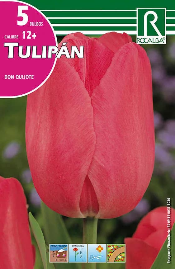 Bulbos Tulipanes Variedad Don Quijote Rosa — foto principal