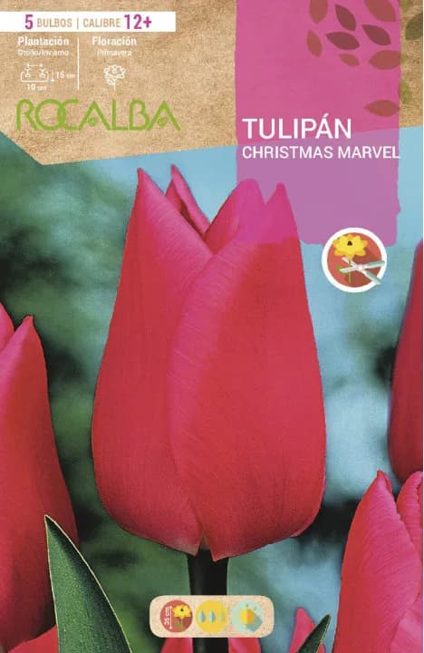 Bulbos Tulipanes Variedad Christmas Marvel — foto principal