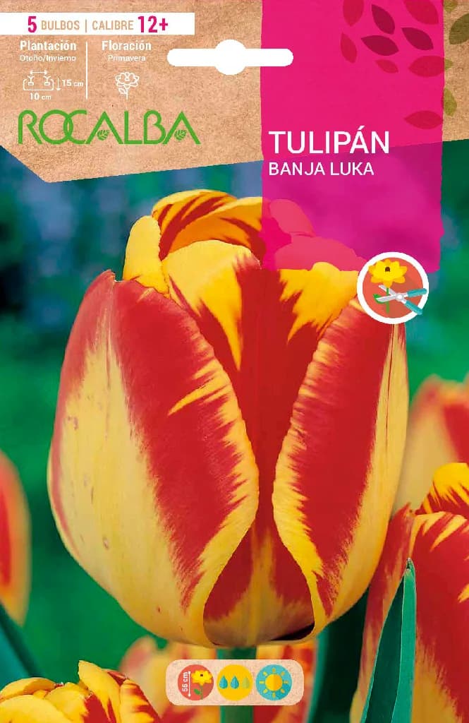 Bulbo Tulipanes Calibre 12+ Banja Luka — foto principal