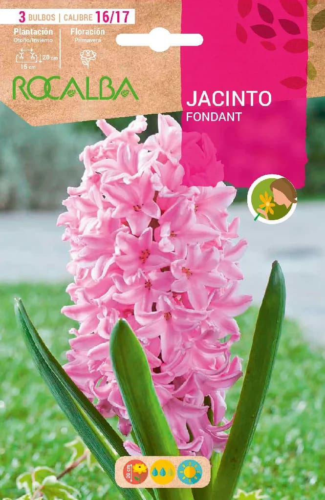 Bulbos Jacinto Variedad Fondant Rosa Claro — foto principal