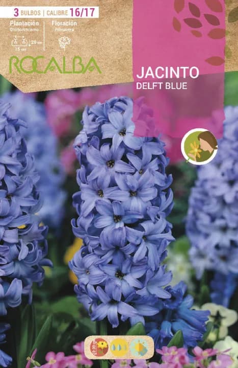 Bulbos Jacinto Variedad Delft Blue — foto principal
