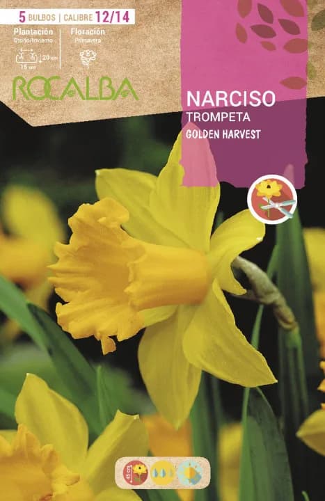 Bulbos Narciso Variedad Trompeta 12/15 Golden Harvest -amarillo — foto principal