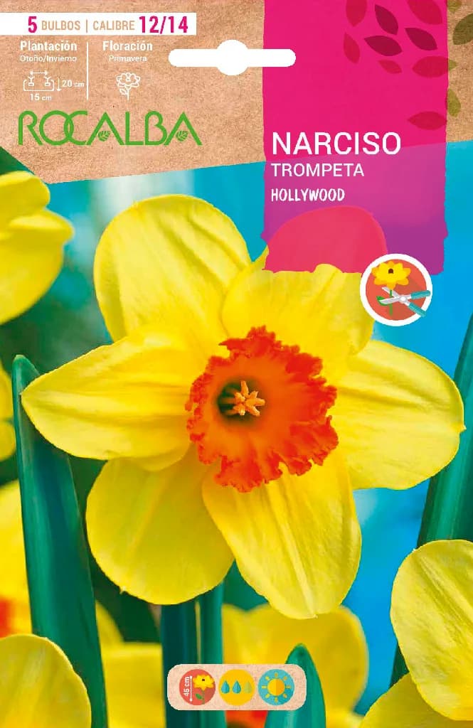 Bulbos Narciso Variedad Hollywood -amarillo Centro Naranja — foto principal