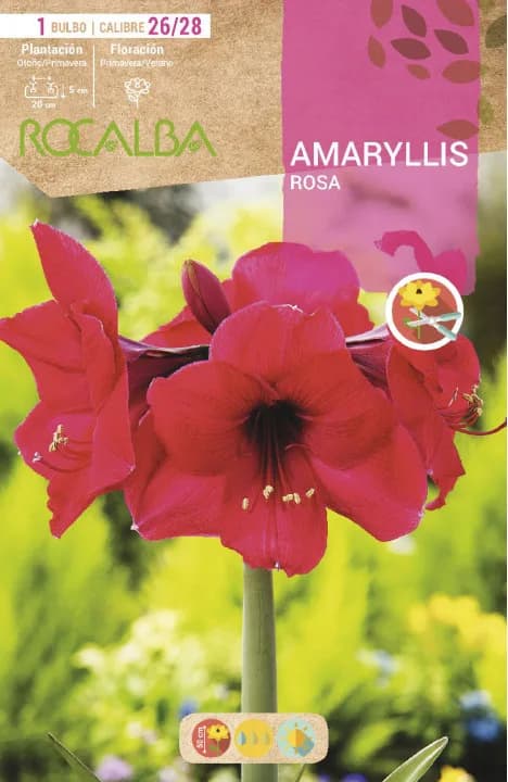 Bulbo Amaryllis 26/28 Rosa — foto principal