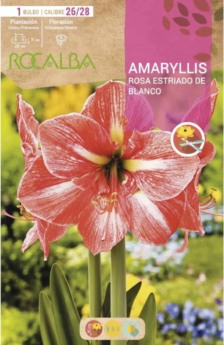 Bulbo Amaryllis 26/28 Rosa Estriado de Blanco — foto principal
