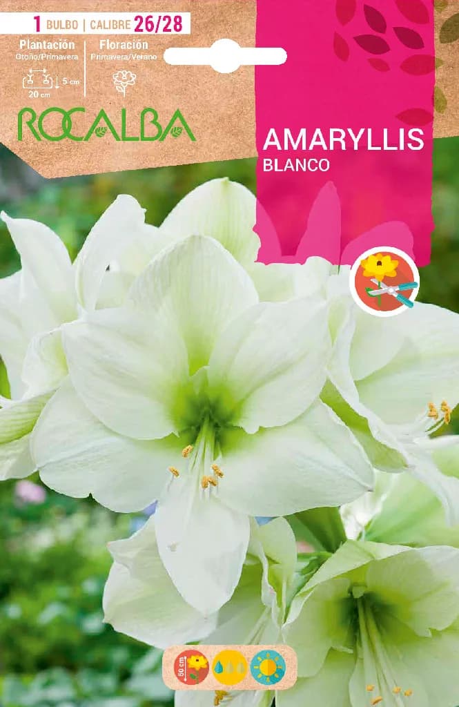 Bulbo Amaryllis 26/28 Blanco — foto principal
