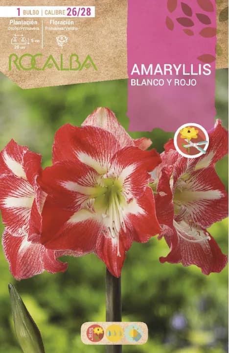 Bulbo Amaryllis 26/28 Blanco y Rojo — foto principal