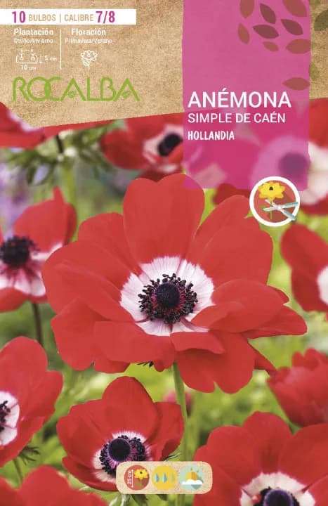 Bulbo Anemonas Simples de Caen 7/8 Hollandia -rojo — foto principal