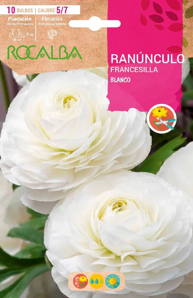 Bulbo Ranunculos 5/7 Blanco — foto principal