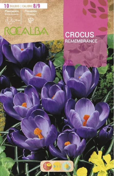 Bulbo Azafran Crocus 8/9 Remembrance -azul — foto principal