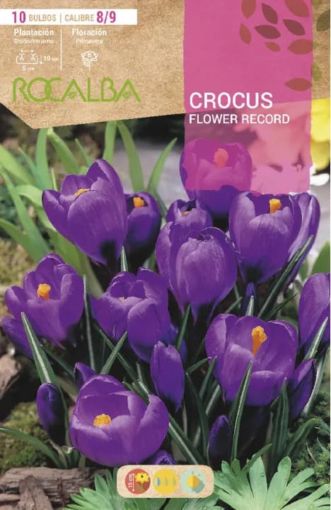 Bulbo Azafran Crocus 8/9 Flower Record Purpura — foto principal