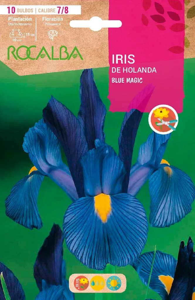 Bulbos Iris Variedad 7/8 Blue Magic -azul Intenso — foto principal