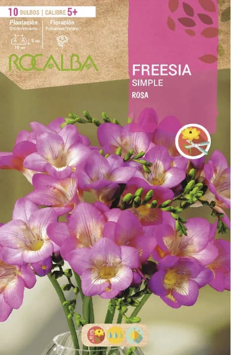 Bulbo Freesias Simples 5+ Rosa — foto principal