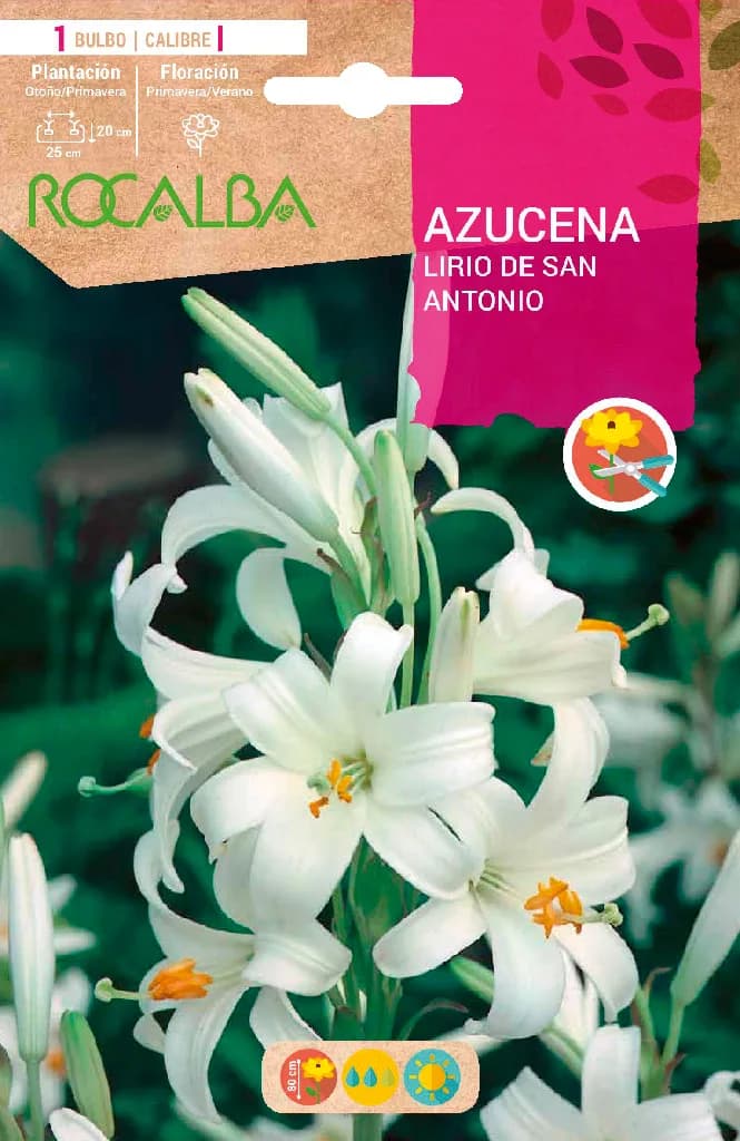 Bulbo Azucenas Calibre I Blanco — foto principal