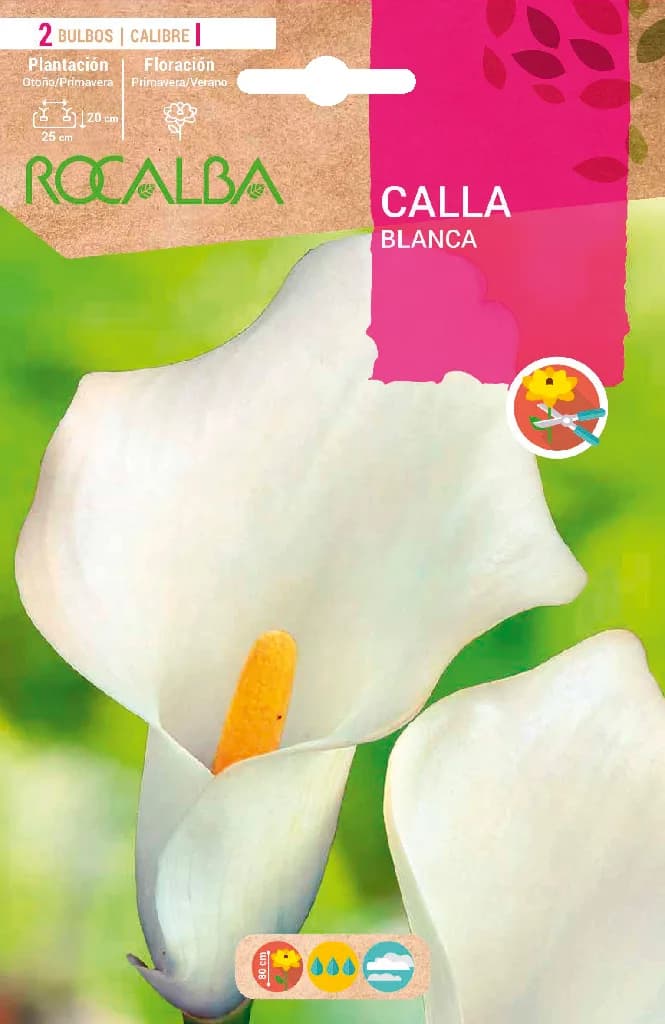 Bulbo Callas Blanco — foto principal