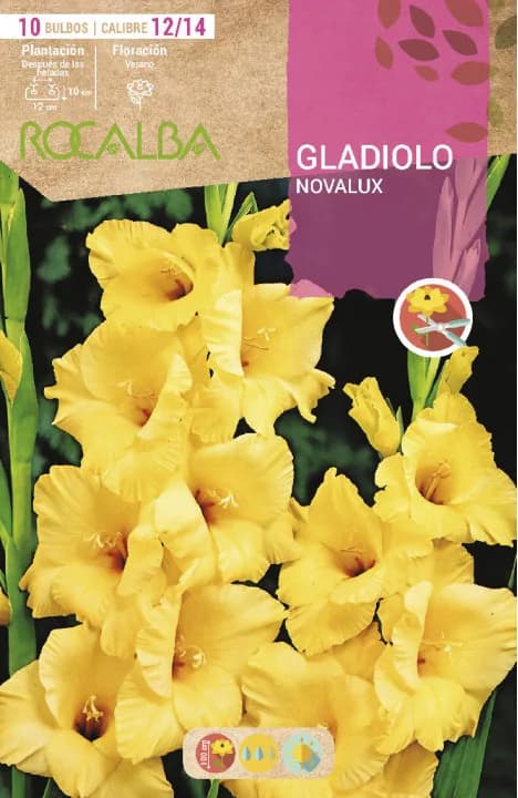 Bulbo Gladiolos 12/14 Novalux Amarillo — foto principal