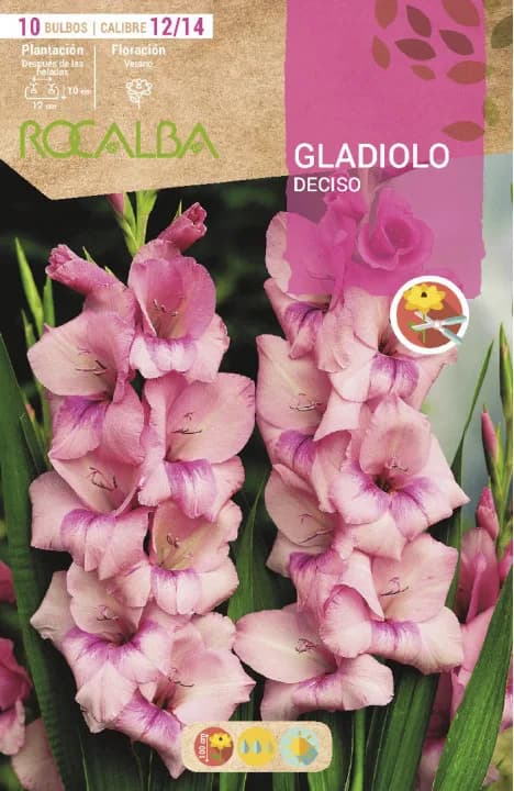 Bulbo Gladiolos 12/14 Deciso Rosa — foto principal