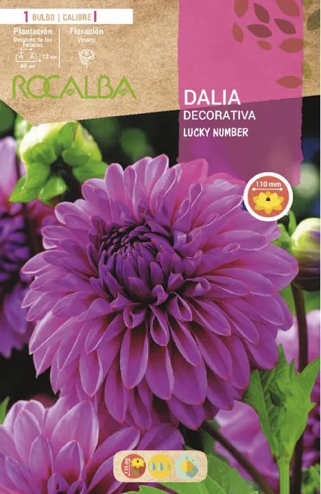 Bulbo Dalia Lucky Number Lila — foto principal