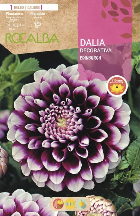 Bulbo Dalia Edinburgh Violeta Puntas Blancas — foto principal