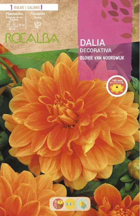 Bulbo Dalias Glorie Van Noordwijk Naranja — foto principal