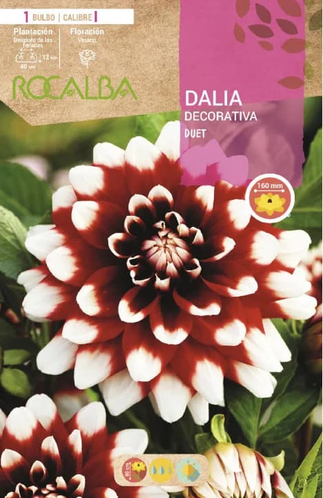 Bulbo Dalia Duet Escarlata Puntas Blancas — foto principal