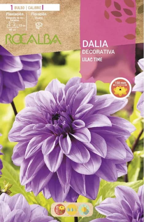 Bulbo Dalia Lilac Time Lila Purpura — foto principal